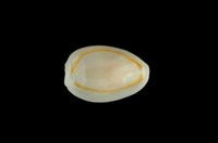 藏品(金環寶螺)的圖片